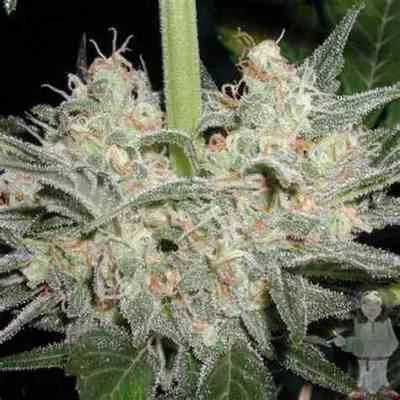 Black Widow van Mr.Nice