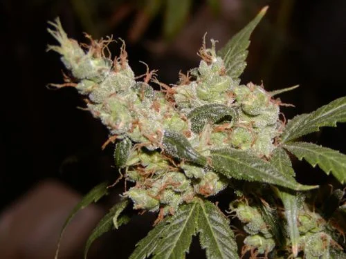 Afghan Haze van Mr.Nice