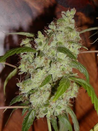 Mango Widow van Mr.Nice