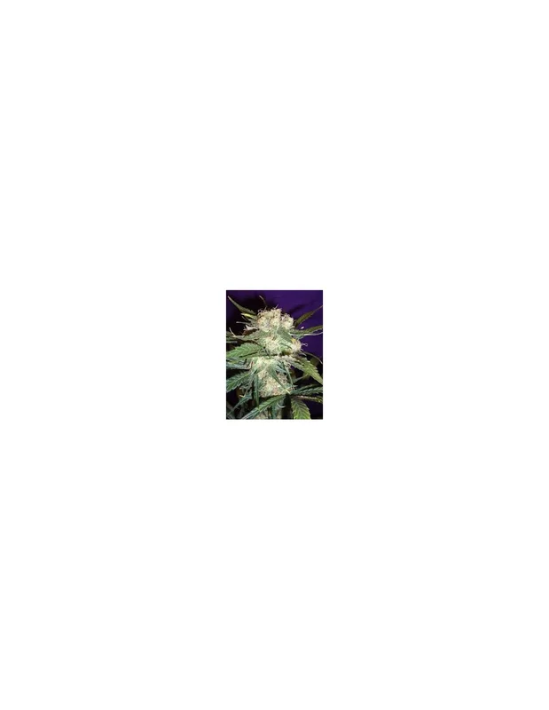 Mango Haze van Mr.Nice
