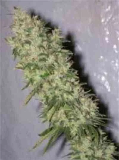 NL5 x Haze van Mr.Nice