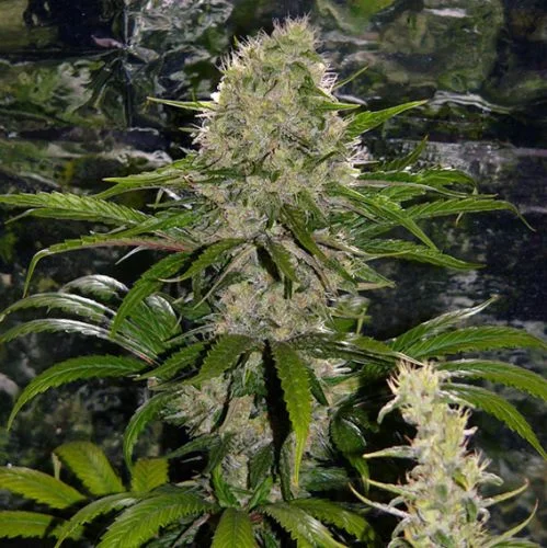 Critical Mass van Mr.Nice