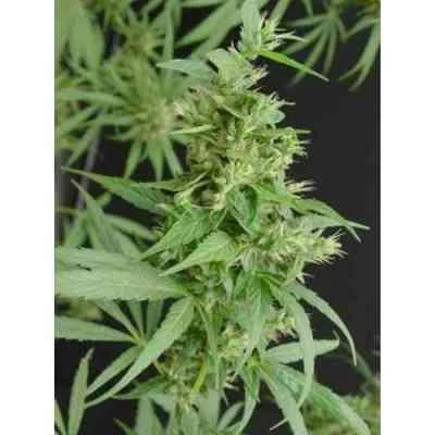 Nevilles Haze van Mr.Nice
