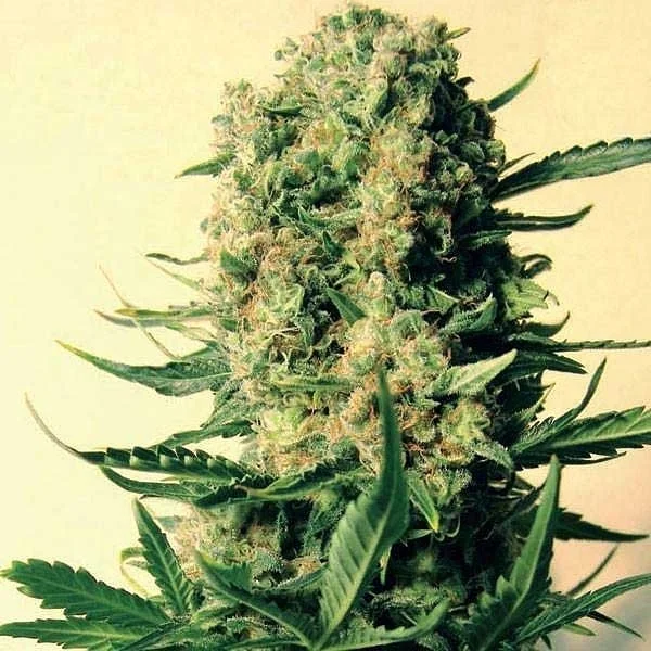 Critical Skunk van Mr.Nice