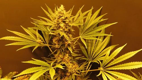 G13 Haze van Mr.Nice