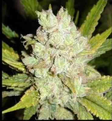 G13 Haze van Mr.Nice