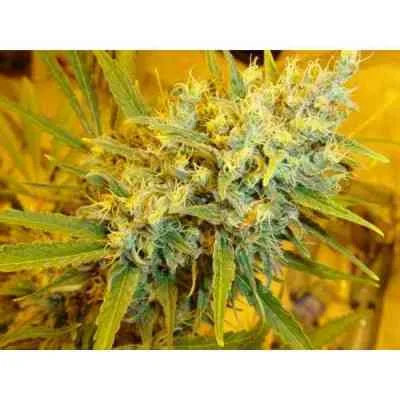 Critical Haze van Mr.Nice