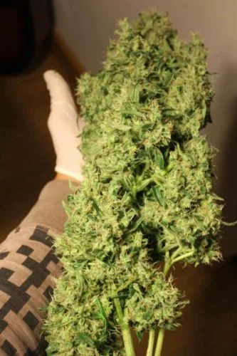 NL5 x Haze van Mr.Nice