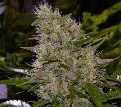 Critical Mass van Mr.Nice