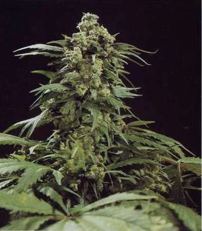G13 Skunk van Mr.Nice