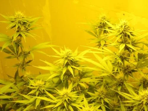 NL5 x Skunk van Mr.Nice