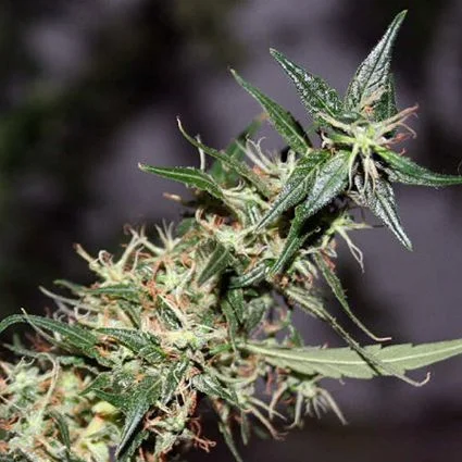 Mango Haze van Mr.Nice