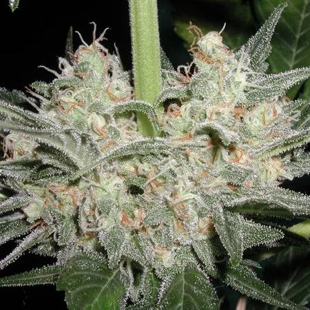 Black Widow van Mr.Nice