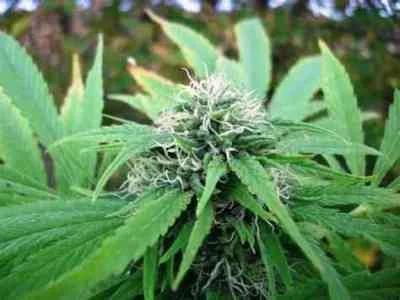 NL5 x Skunk van Mr.Nice