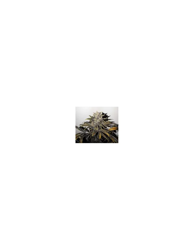 NL5 x Skunk van Mr.Nice
