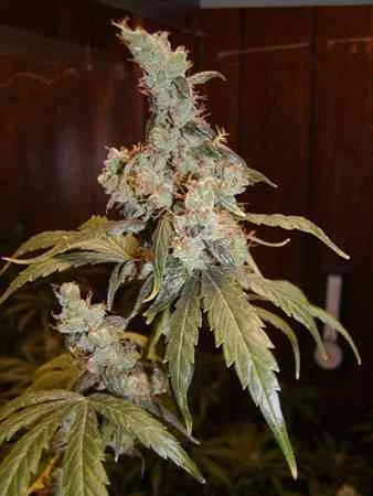Afghan Haze van Mr.Nice