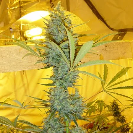 Critical Haze van Mr.Nice