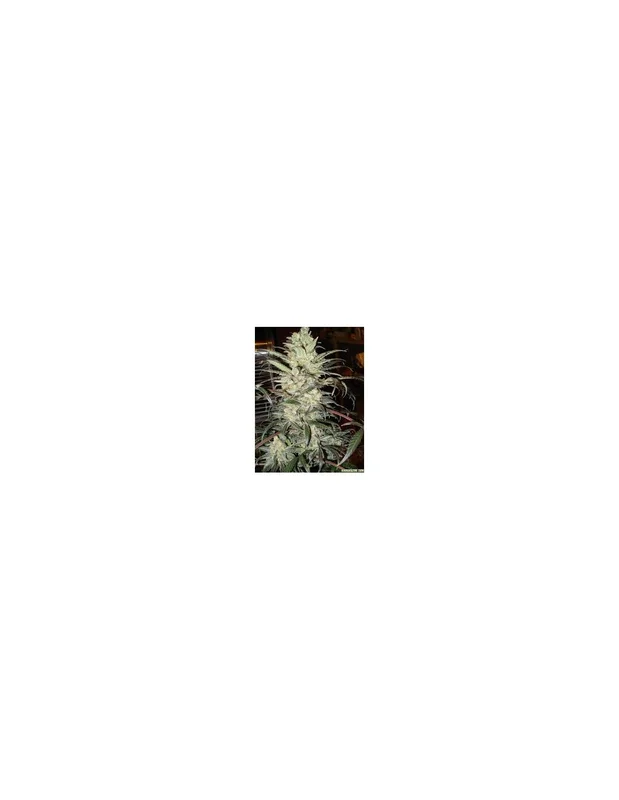 G13 Haze van Mr.Nice