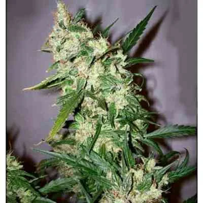 Skunk Haze van Mr.Nice