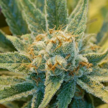 Super Silver Haze van Mr.Nice