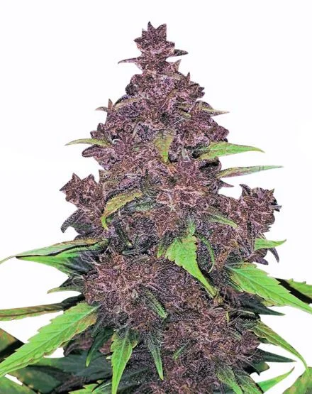 Kushberry Moonrocks van MSNL Seeds