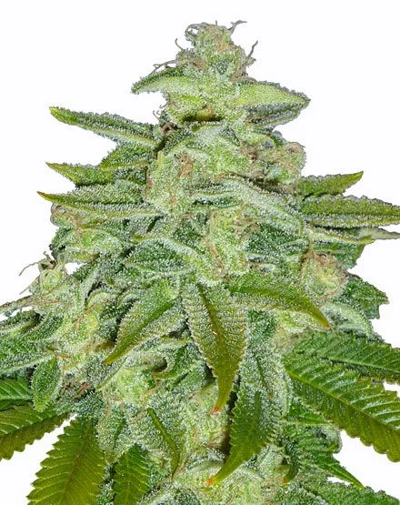 Pineapple Kush van MSNL Seeds