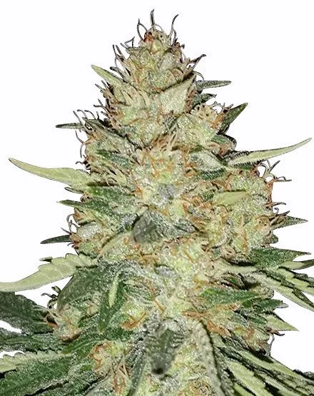 ICE van MSNL Seeds