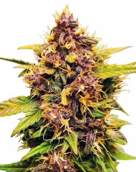 Purple Lemonade van MSNL Seeds