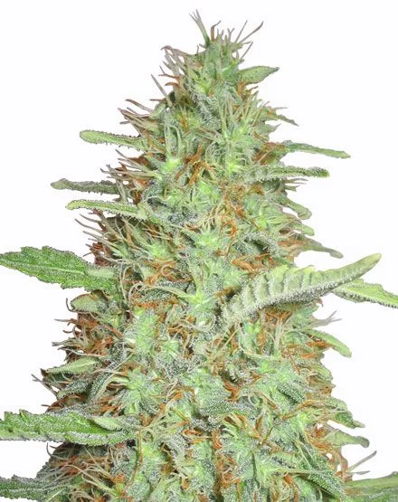 Orange Bud van MSNL Seeds