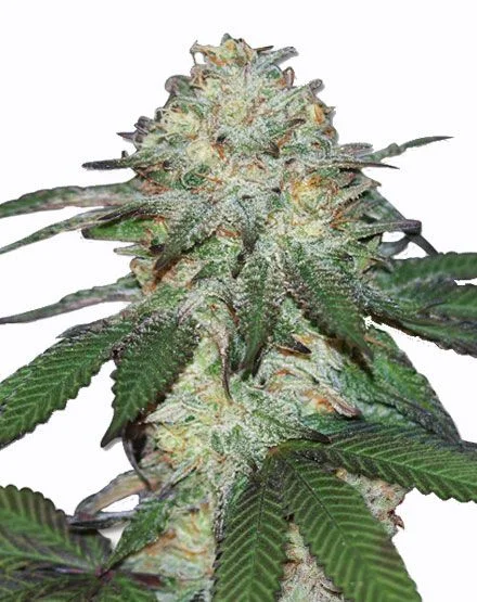 Mango van MSNL Seeds