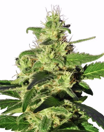 Golden Nugget van MSNL Seeds