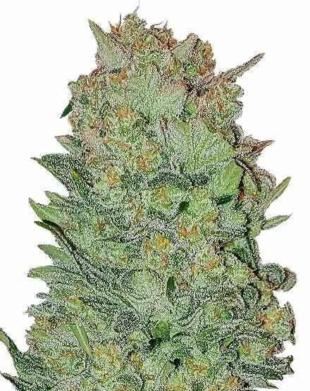 THC Bomb van MSNL Seeds