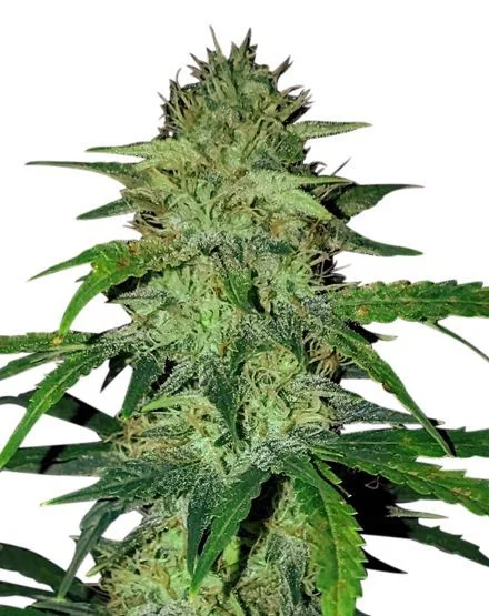 Hindu Kush van MSNL Seeds