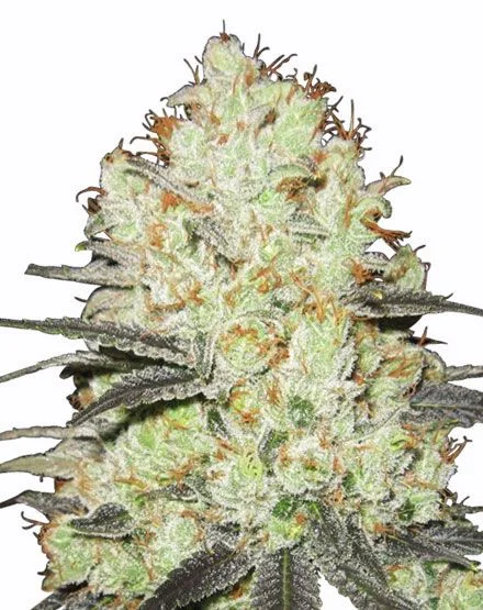 Strawberry Cough van MSNL Seeds