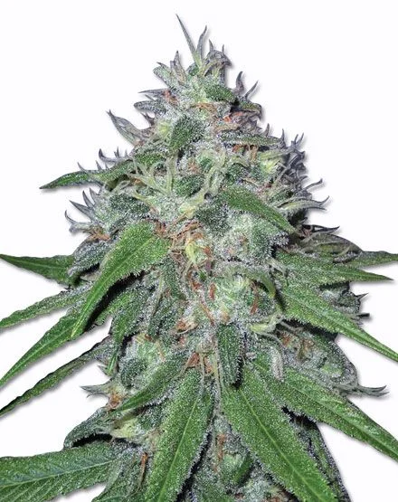 Amnesia Haze van MSNL Seeds