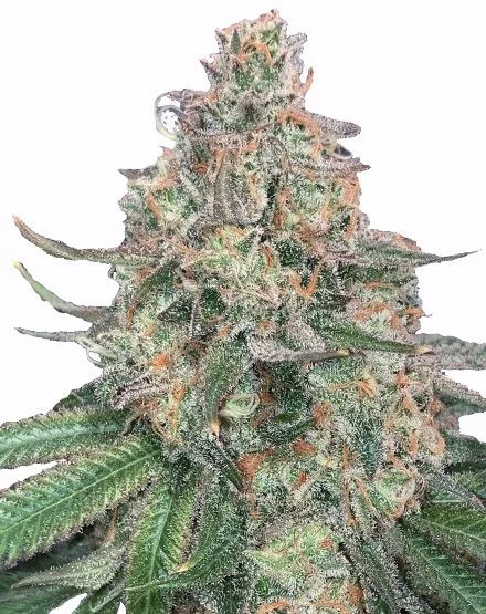Ice Cream Cake van MSNL Seeds