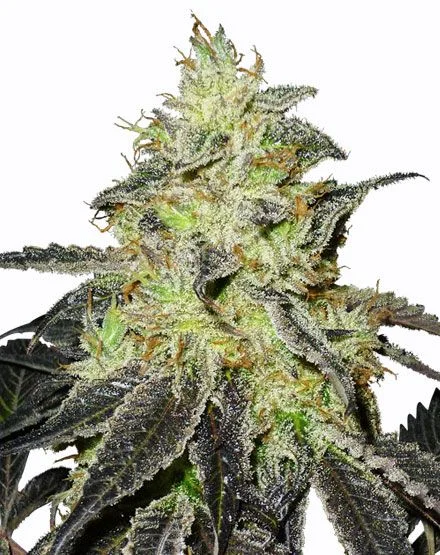 Blueberry Widow van MSNL Seeds