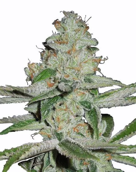 NYC Diesel van MSNL Seeds