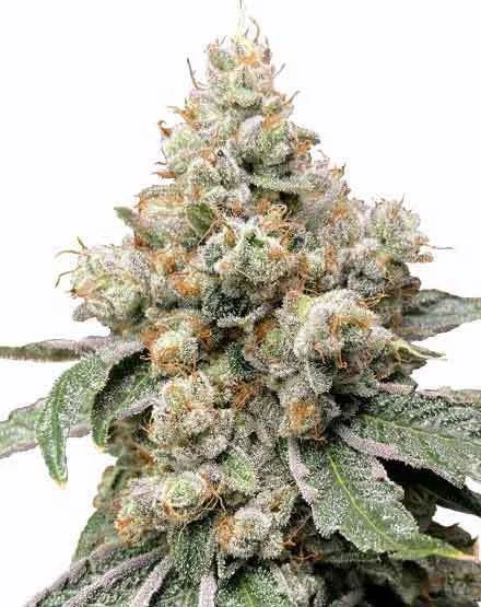Alien OG van MSNL Seeds
