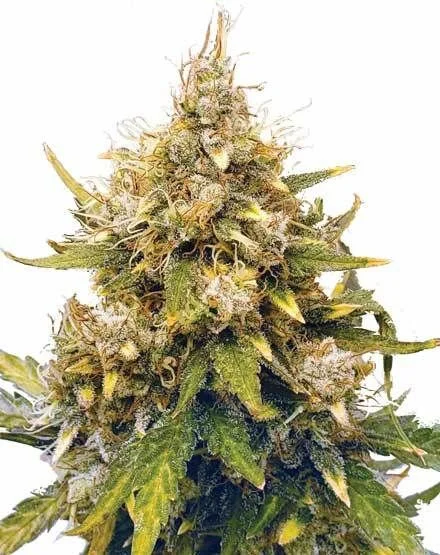 Acapulco Gold van MSNL Seeds