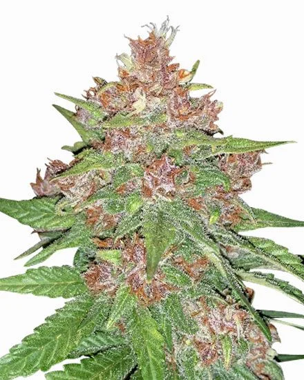 Forbidden Runtz van MSNL Seeds