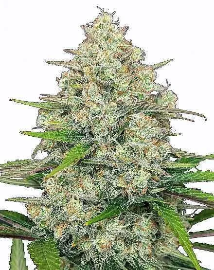 Gorilla Cookies van MSNL Seeds