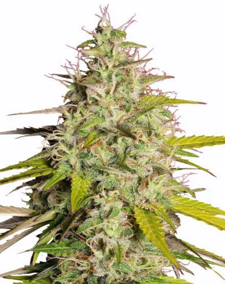 Girl Scout Cookies Fast Flowering van MSNL Seeds