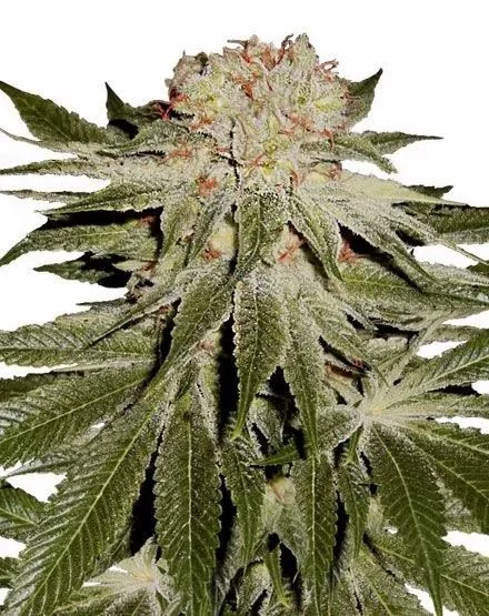 Stardawg van MSNL Seeds