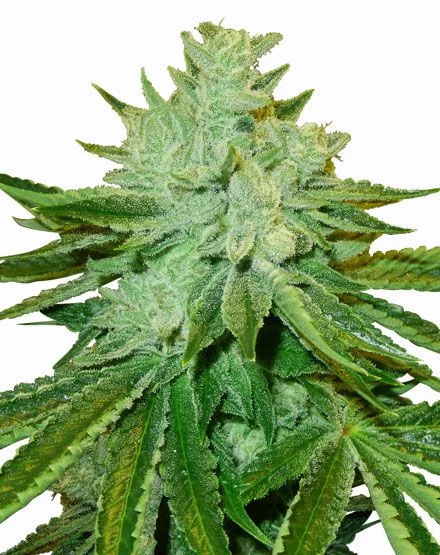 Afgoo van MSNL Seeds