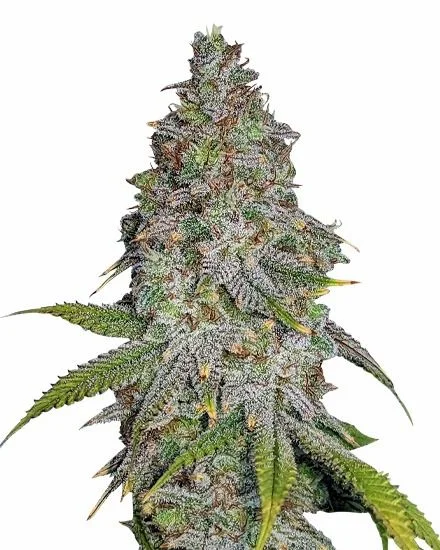 Blue Cookies van MSNL Seeds