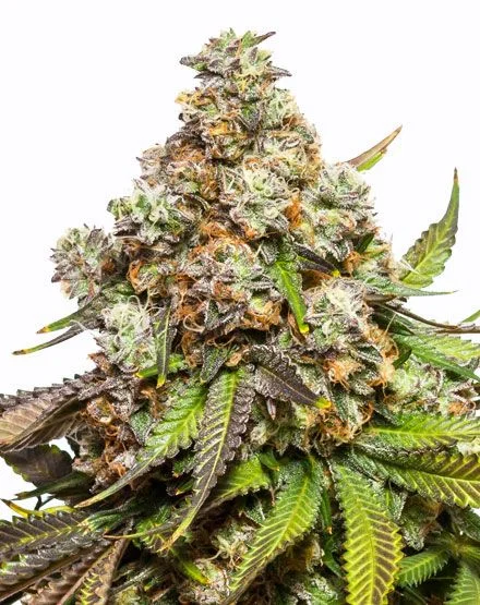 Fruity Pebbles van MSNL Seeds
