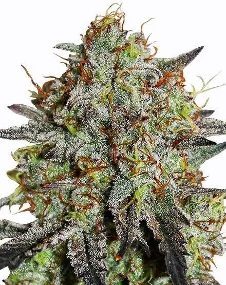 Stardawg van MSNL Seeds