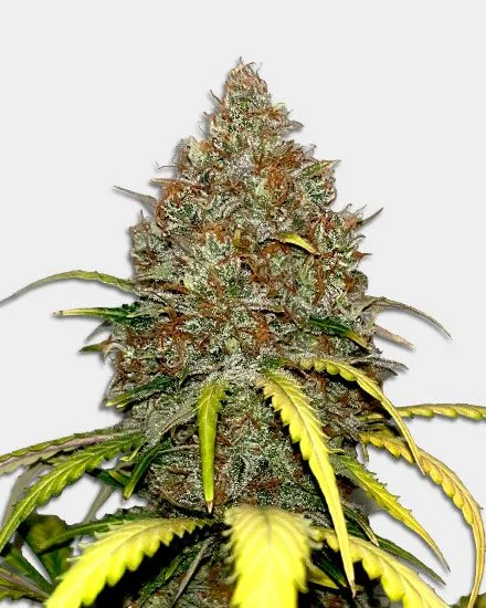 Cap Junky van MSNL Seeds