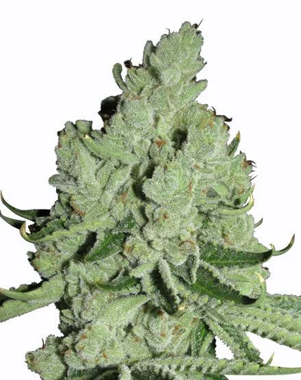 Sour Diesel van MSNL Seeds